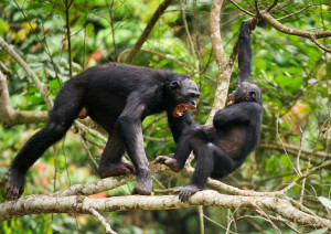 The Swearing and Aggressive Bonobo ( Pan paniscus),