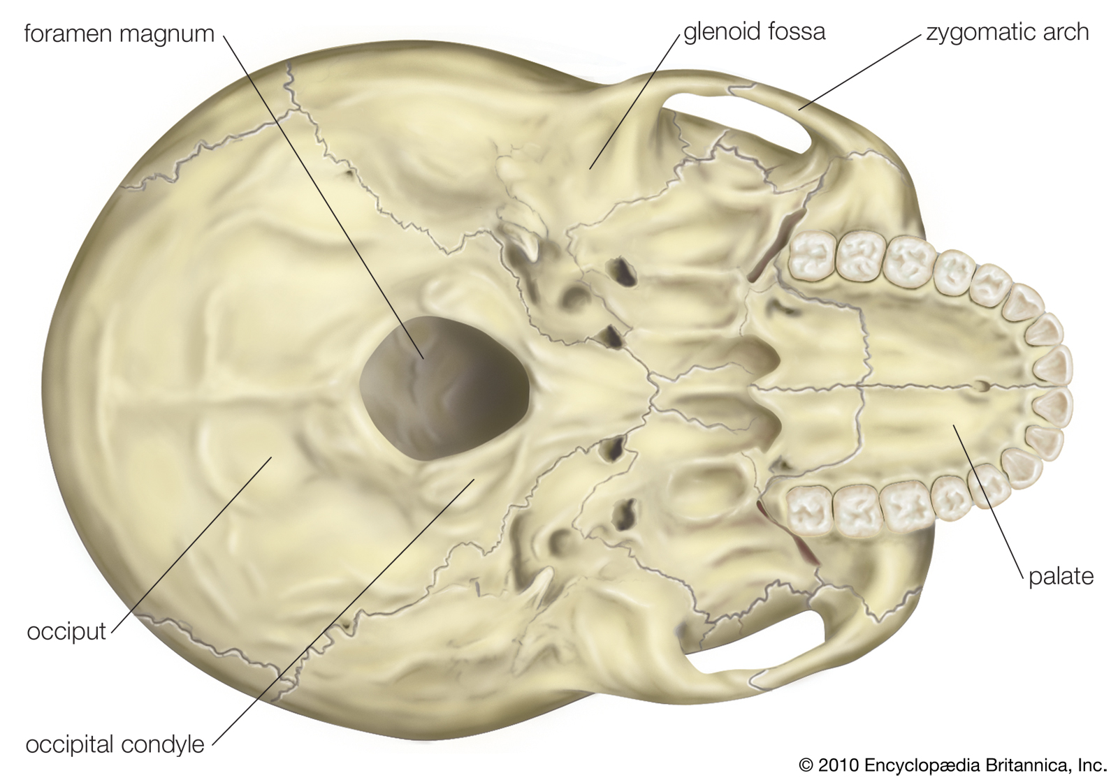 KISS Syndrome: Inconsolable Baby - Mama's Chiropractic